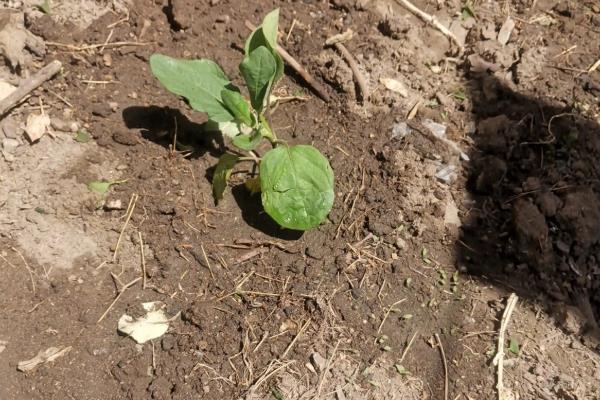 夏季怎么种植无公害茄子，果实膨大时要浇足水