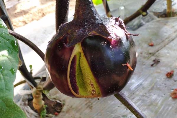 夏季怎么种植无公害茄子，果实膨大时要浇足水