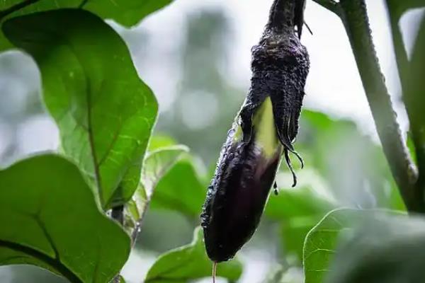 夏季怎么种植无公害茄子，果实膨大时要浇足水