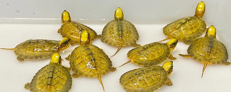 治疗金钱龟腐甲病的方法，轻度腐甲可以干养并涂抹消炎药膏