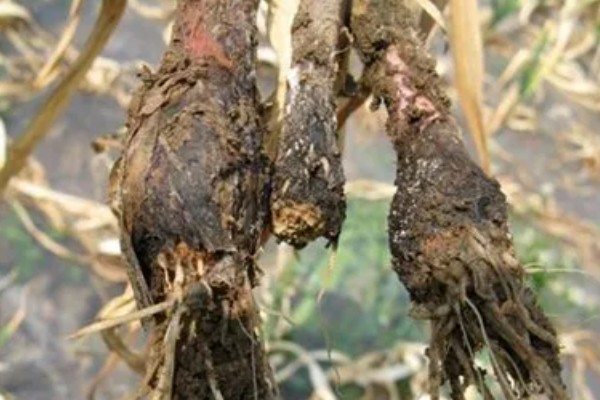 大豆根腐病的原因，深播加土壤潮湿很容易发生