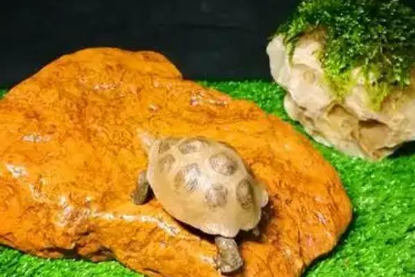 治疗金钱龟腐甲病的方法，轻度腐甲可以干养并涂抹消炎药膏