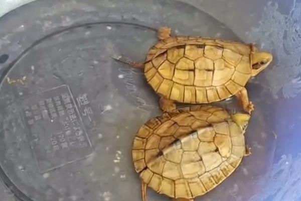 治疗金钱龟腐甲病的方法，轻度腐甲可以干养并涂抹消炎药膏