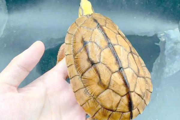 治疗金钱龟腐甲病的方法，轻度腐甲可以干养并涂抹消炎药膏