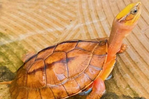 治疗金钱龟腐甲病的方法，轻度腐甲可以干养并涂抹消炎药膏