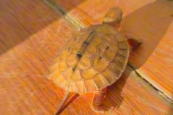 治疗金钱龟腐甲病的方法，轻度腐甲可以干养并涂抹消炎药膏