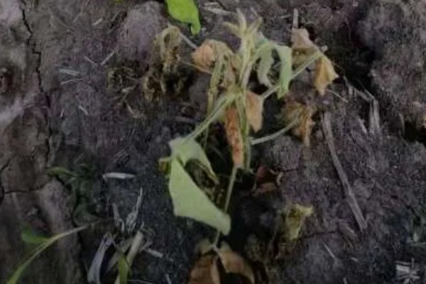大豆根腐病的原因，深播加土壤潮湿很容易发生