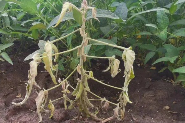 大豆根腐病的原因，深播加土壤潮湿很容易发生