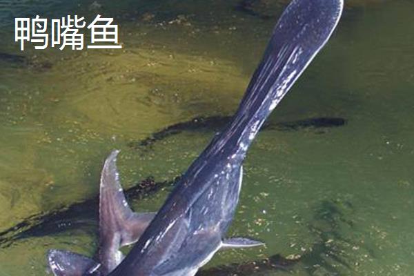 鸭嘴鱼和中华鲟有什么区别，品种分类、分布地区、外形特征都不同