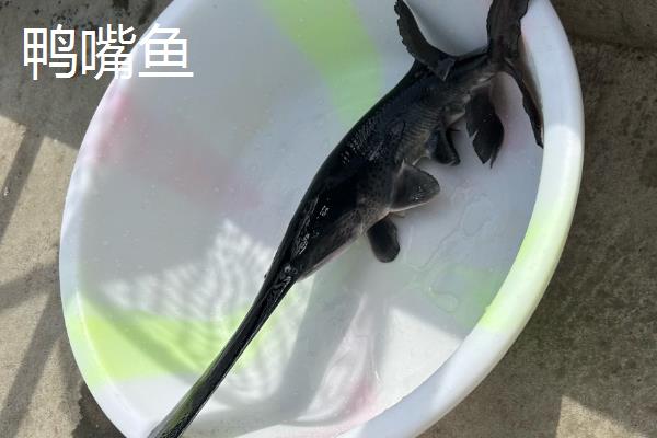 鸭嘴鱼和中华鲟有什么区别，品种分类、分布地区、外形特征都不同