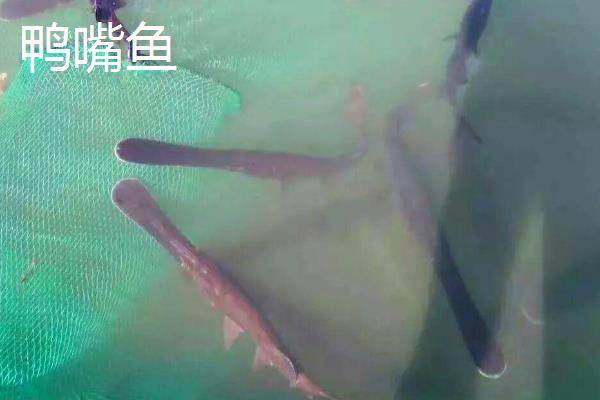 鸭嘴鱼和中华鲟有什么区别，品种分类、分布地区、外形特征都不同