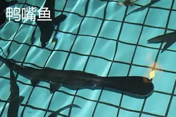 鸭嘴鱼和中华鲟有什么区别，品种分类、分布地区、外形特征都不同