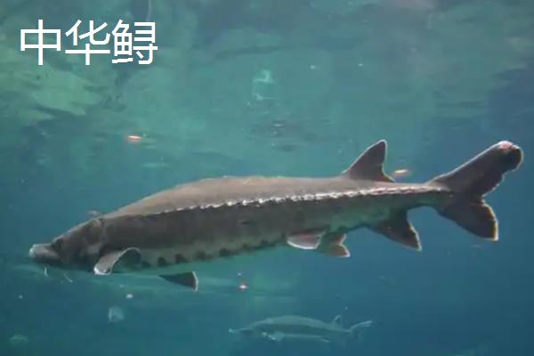 鸭嘴鱼和中华鲟有什么区别，品种分类、分布地区、外形特征都不同
