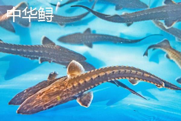 鸭嘴鱼和中华鲟有什么区别，品种分类、分布地区、外形特征都不同