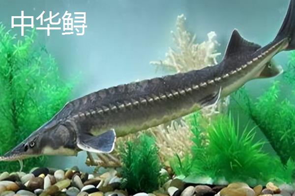 鸭嘴鱼和中华鲟有什么区别，品种分类、分布地区、外形特征都不同