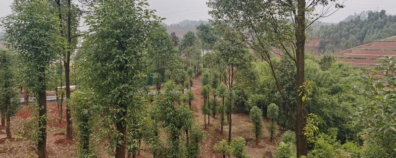 油樟树有什么经济价值，可作为建筑材料也能制成家具