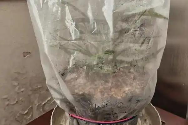 为什么蝴蝶兰不出花剑，可能是温差过低所致
