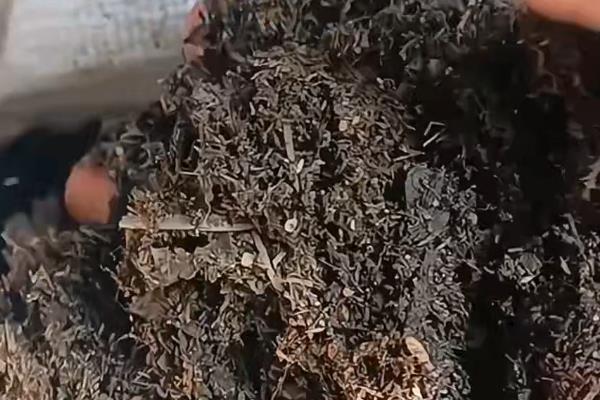 如何养殖新买的百合花,每天至少要接受1小时左右的光照