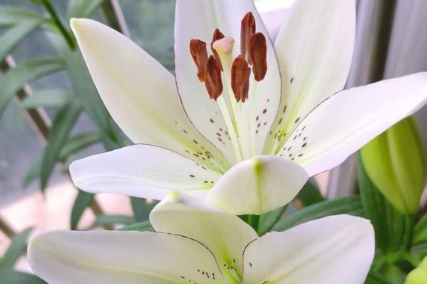 如何养殖新买的百合花,每天至少要接受1小时左右的光照