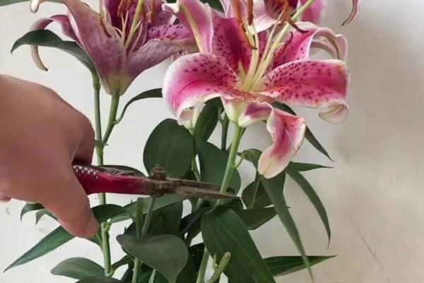 如何养殖新买的百合花,每天至少要接受1小时左右的光照
