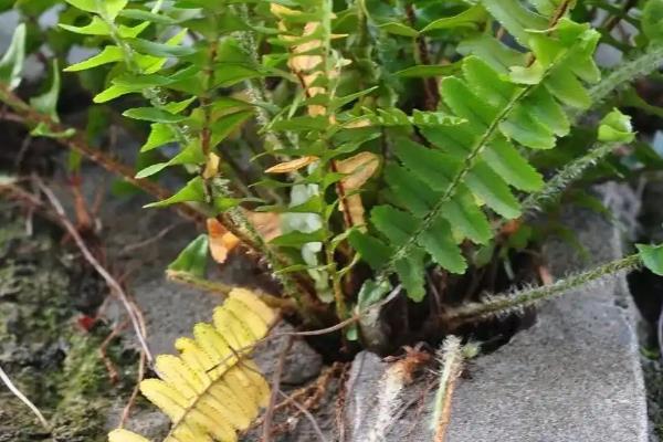 蕨类植物有没有根，蕨类植物没有根