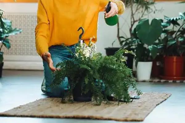 蕨类植物有没有根，蕨类植物没有根