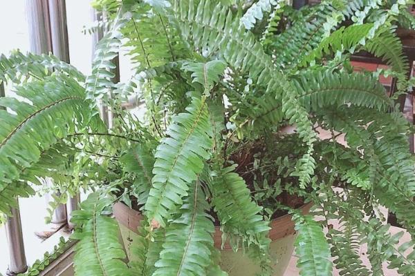 蕨类植物有没有根，蕨类植物没有根