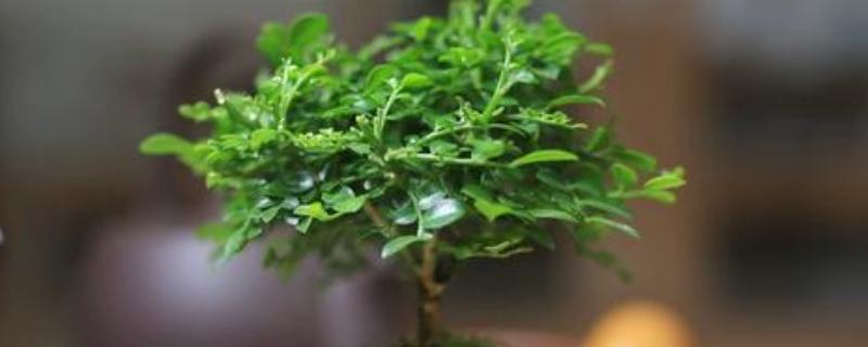 小叶九里香的原产地，原产地在广东、广西、福建等