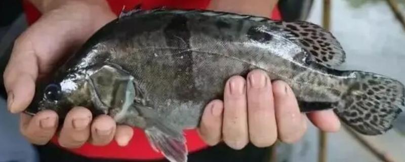 桂鱼如何养殖，一般每亩放养2000尾左右