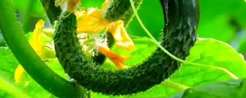 黄瓜弯曲怎么防治，牙签插蔓可让弯瓜伸直