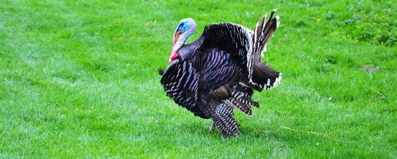 火鸡和家鸡的习性，火鸡性情温顺喜欢群居