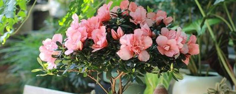 杜鹃花夏季的管理方法，适宜生长在湿润的环境中