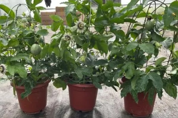 盆栽西番莲如何种植，在5-9月份进行种植