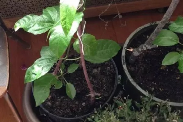 盆栽西番莲如何种植，在5-9月份进行种植