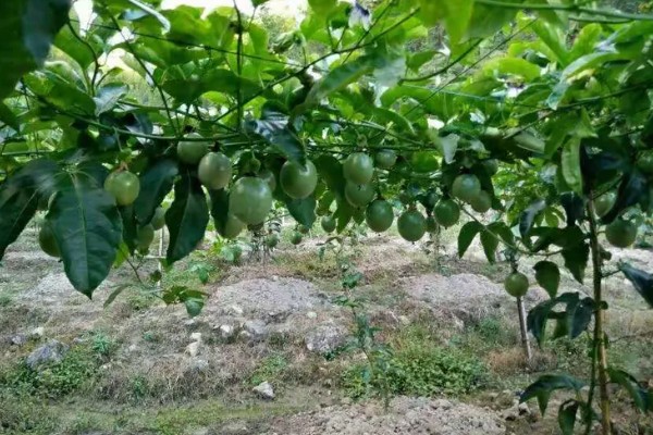 盆栽西番莲如何种植，在5-9月份进行种植