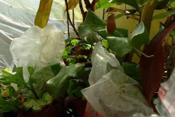 盆栽西番莲如何种植，在5-9月份进行种植
