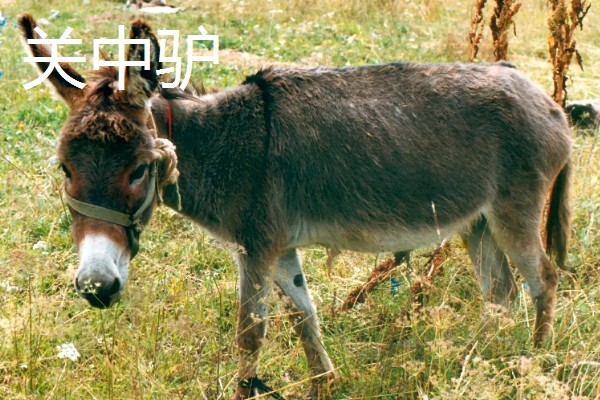 毛驴的繁殖方法，分为自然交配和人工授精