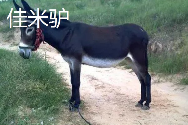 毛驴的繁殖方法，分为自然交配和人工授精