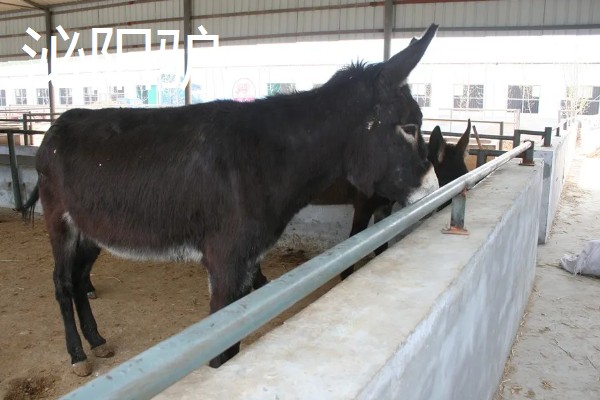 毛驴的繁殖方法，分为自然交配和人工授精