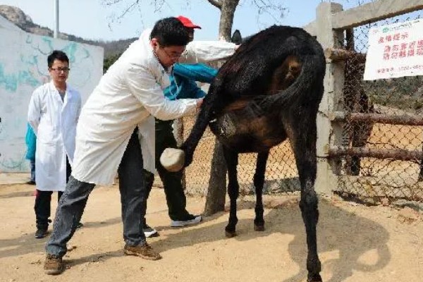 毛驴的繁殖方法，分为自然交配和人工授精