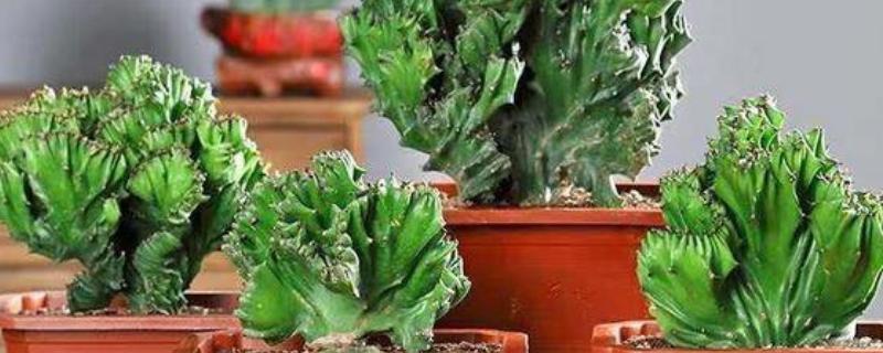 麒麟花如何扦插，一年四季都是可以扦插的