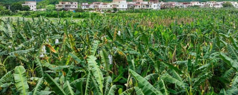 粉蕉的种植管理技术，适合生长在土质松软的环境中