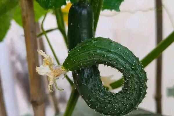 黄瓜弯曲怎么防治，牙签插蔓可让弯瓜伸直