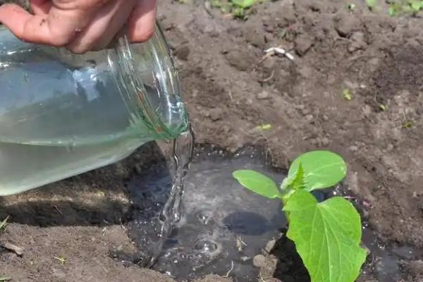 黄瓜弯曲怎么防治，牙签插蔓可让弯瓜伸直