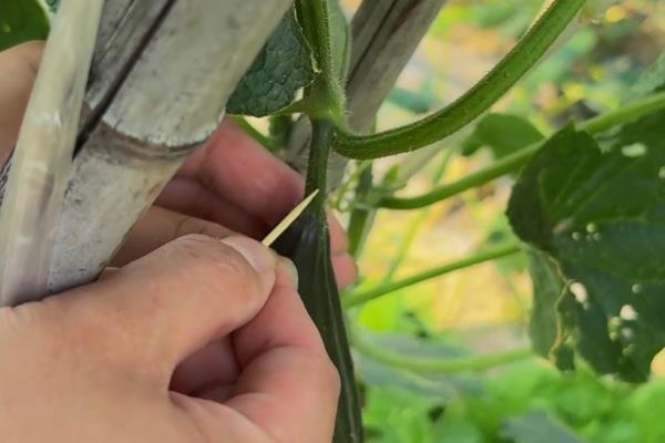 黄瓜弯曲怎么防治，牙签插蔓可让弯瓜伸直