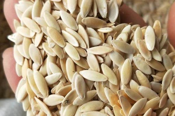 黄瓜弯曲怎么防治，牙签插蔓可让弯瓜伸直