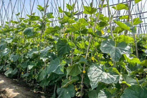 黄瓜弯曲怎么防治，牙签插蔓可让弯瓜伸直