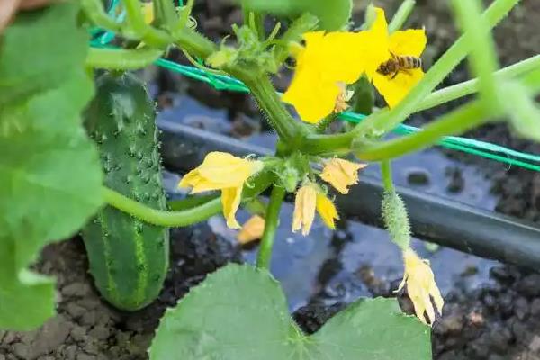 黄瓜弯曲怎么防治，牙签插蔓可让弯瓜伸直
