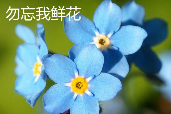 勿忘我干花与鲜花的区别，保存时间和外形特征均不同