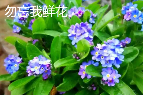 勿忘我干花与鲜花的区别，保存时间和外形特征均不同
